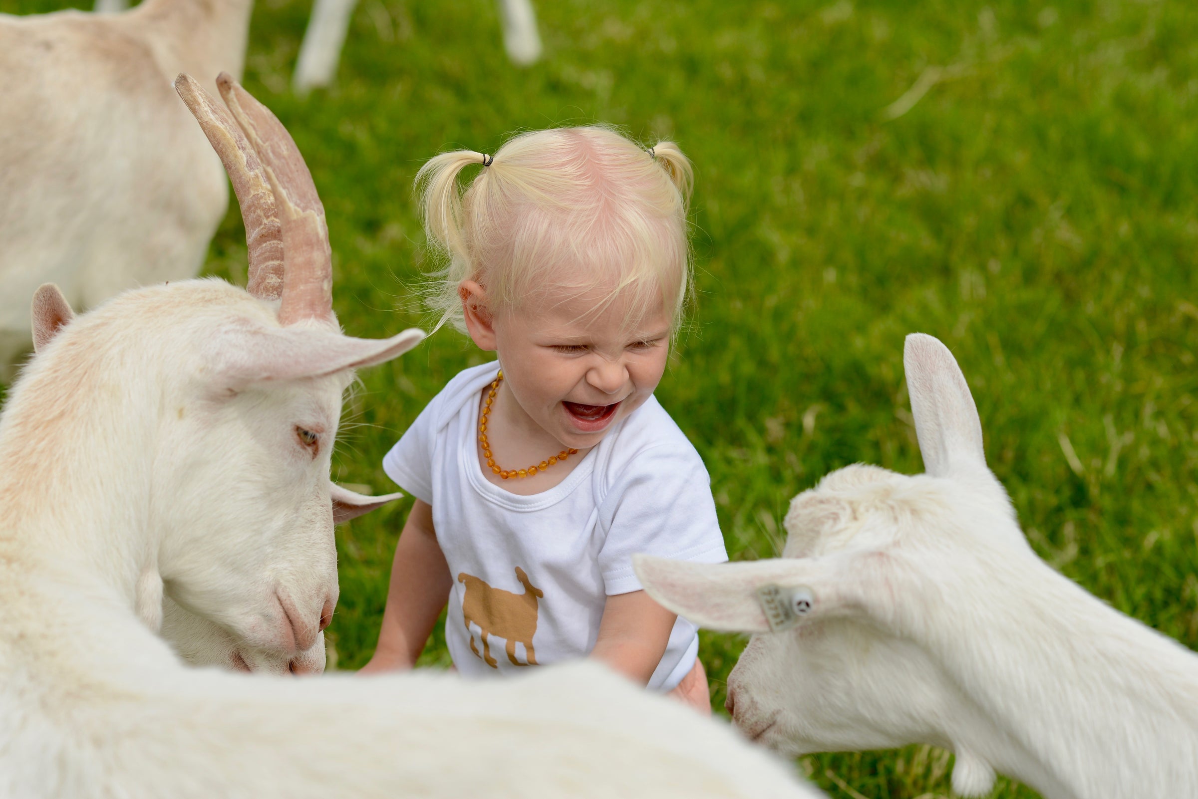 why goat's milk for babies