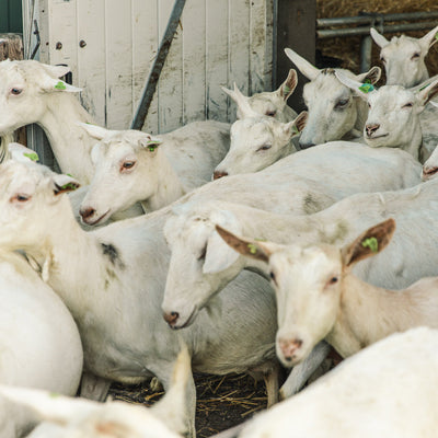 Combien de litres de lait une chèvre donne-t-elle par jour ?