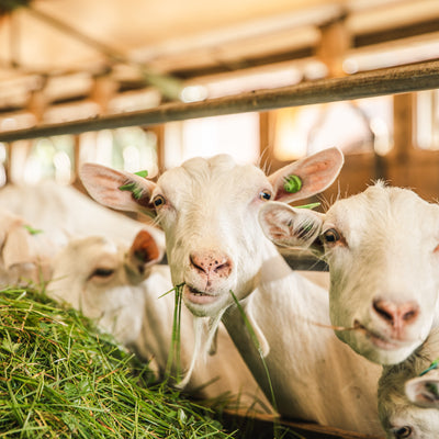 Descubre los beneficios de la leche de cabra para la alimentación infantil