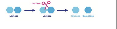 Lactose Under the Microscope: A Scientific Look at Milk Sugar