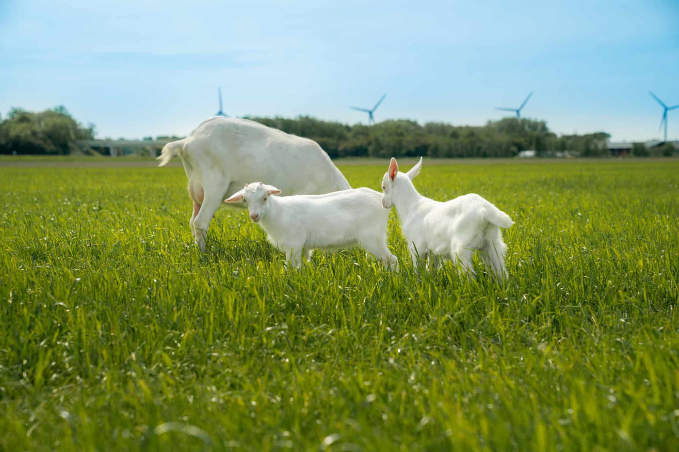 Buitenspelende geiten op de open boerderijdagen